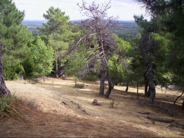 Terreno en calle los Nogales, 4