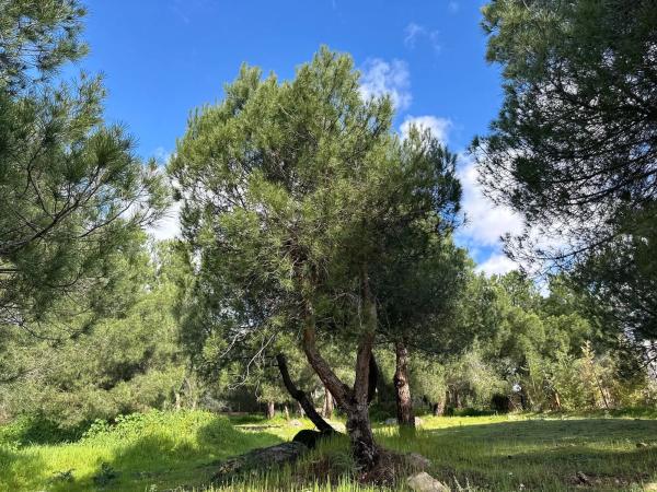 Terreno en calle Particular del Peñasco
