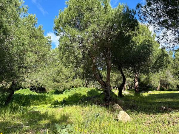 Terreno en avenida de la Loma