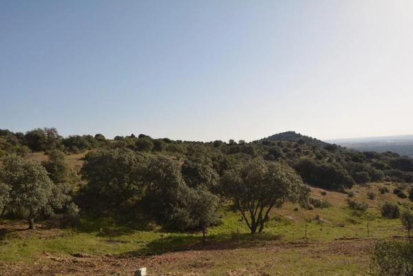 Terreno en Pino Alto - Navarredonda