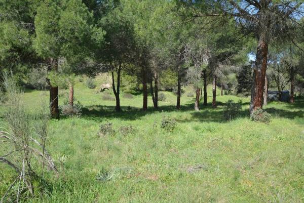 Terreno en Pino Alto - Navarredonda