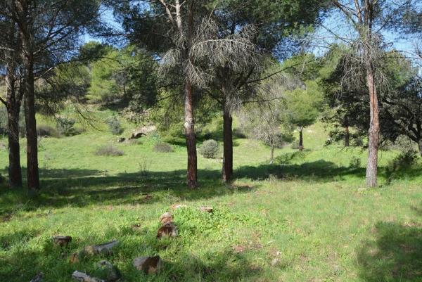 Terreno en Pino Alto - Navarredonda