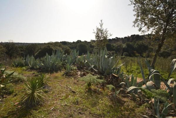 Terreno en Pino Alto - Navarredonda