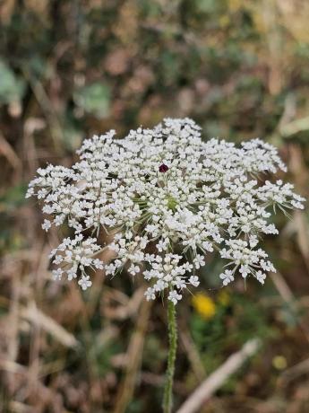 Terreno en Mojadillas - Parque de las Infantas - El Paraiso