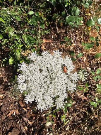 Terreno en Mojadillas - Parque de las Infantas - El Paraiso