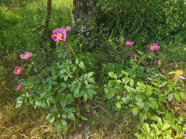 Terreno en Mojadillas - Parque de las Infantas - El Paraiso