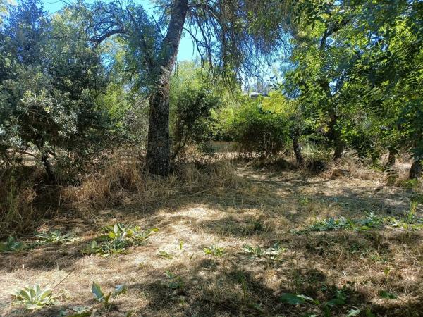 Terreno en calle Flor de los Nogales, 7