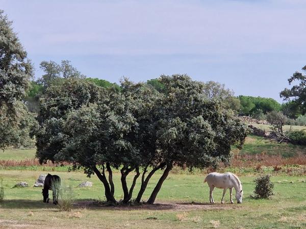 Terreno en camino Vial, 2 y