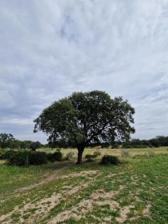 Terreno en camino Vial, 2 y
