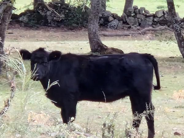 Terreno en camino Vial, 2 y