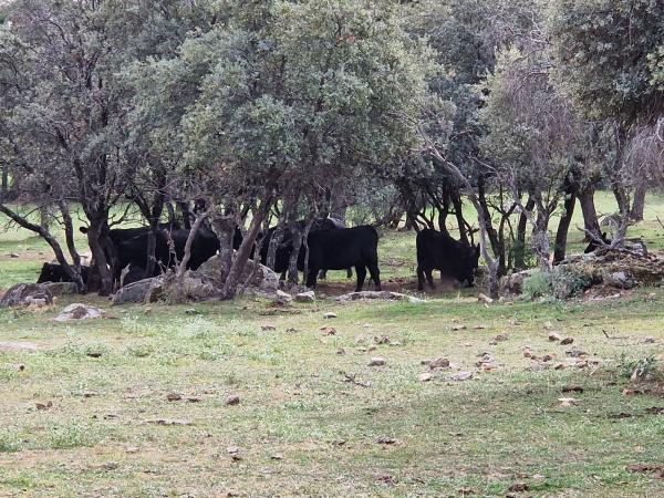 Terreno en camino Vial, 2 y