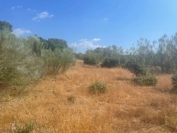 Terreno en Valdemorillo pueblo