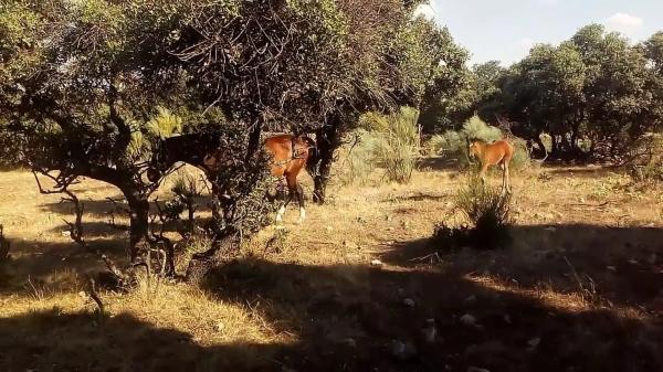 Terreno en avenida del Valle s/n