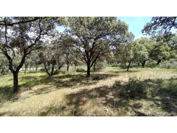 Terreno en Raya del Palancar - Guadamonte