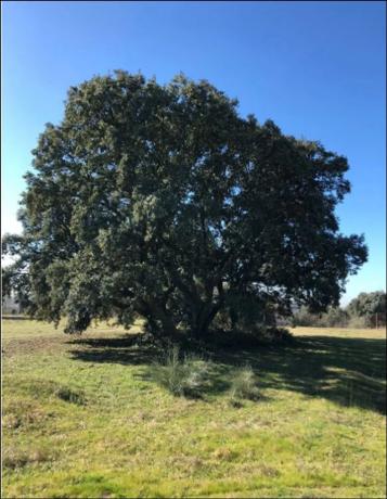 Terreno en calle Salado