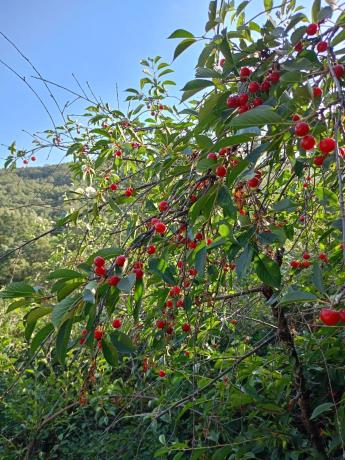 Terreno en calle de la Fuente del Cura