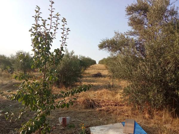 Terreno en Diseminado Cr Canal Isa Ii s/n