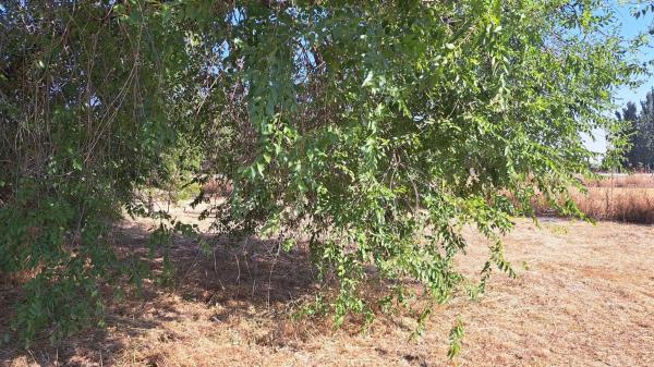 Terreno en calle Teruel, 20