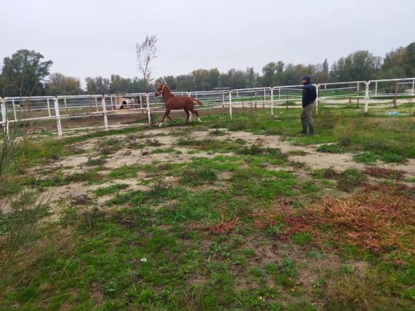 Terreno en calle del Soto, 1