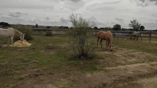 Terreno en calle del Soto, 1