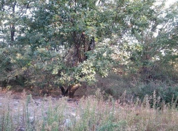 Terreno en calle Paloma