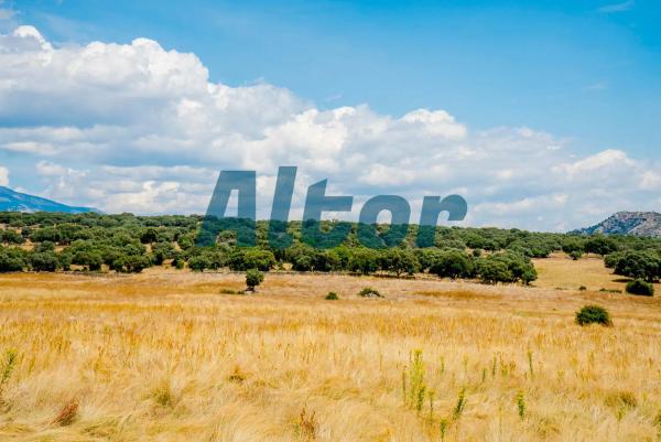 Terreno en Pablo Santos