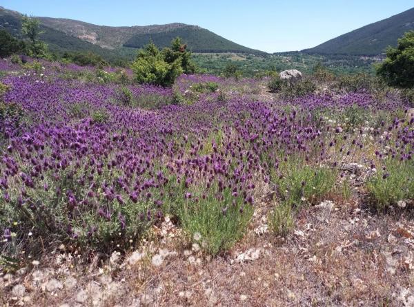 Terreno en Parcela 217 - La Presa s/n