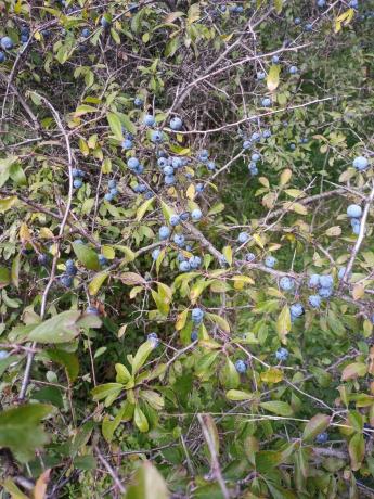 Terreno en Parcela 217 - La Presa s/n