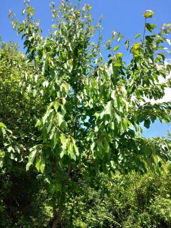 Terreno en Parcela 217 - La Presa s/n
