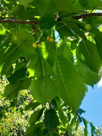 Terreno en Parcela 217 - La Presa s/n