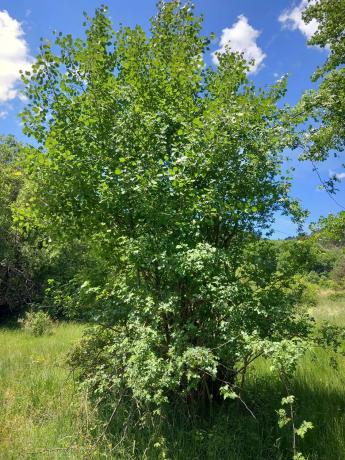 Terreno en Parcela 217 - La Presa s/n