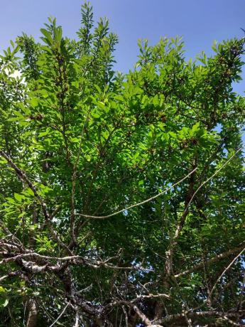 Terreno en Parcela 217 - La Presa s/n