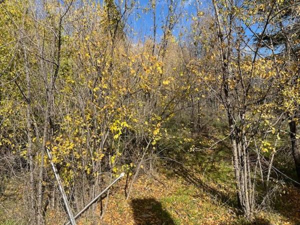 Terreno en calle San Pedro