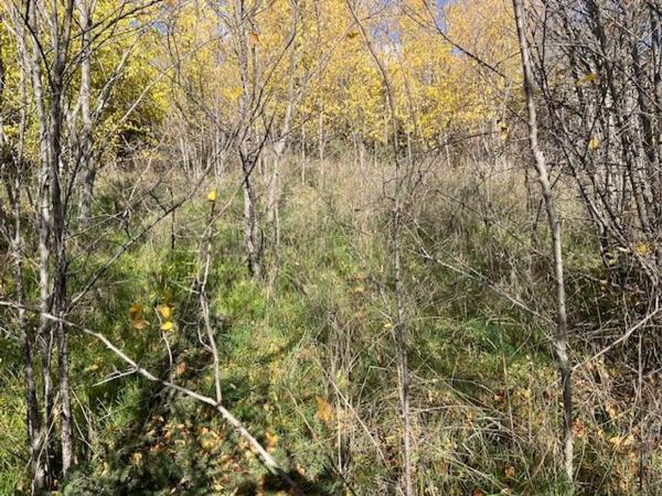 Terreno en calle San Pedro