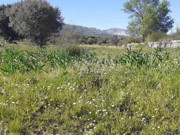 Terreno en Guadalix de la Sierra