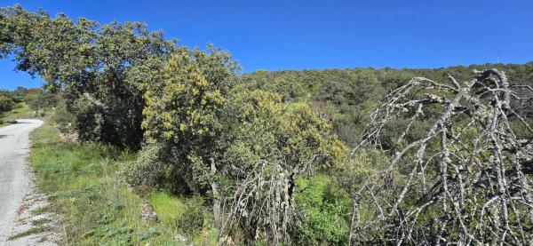 Terreno en San Agustin de Guadalix