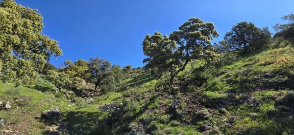 Terreno en San Agustin de Guadalix