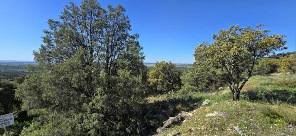 Terreno en San Agustin de Guadalix