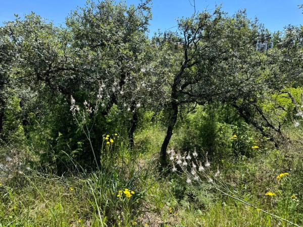 Terreno en Ciudalcampo