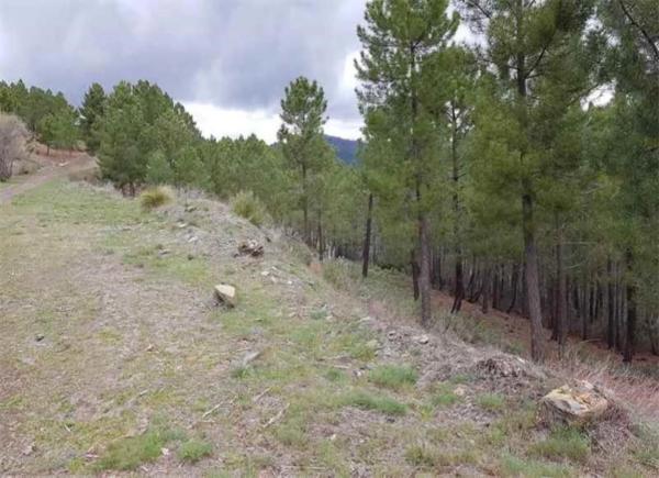 Terreno en Pj cañarral