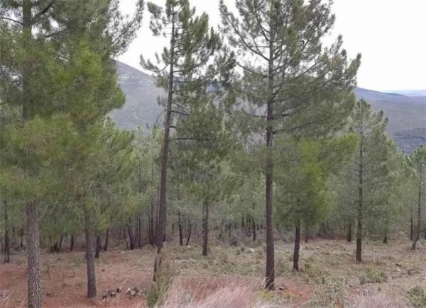 Terreno en Pj cañarral