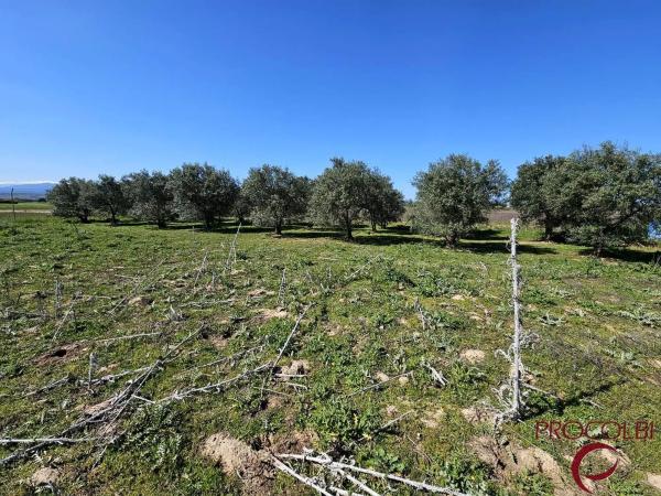 Terreno en camino de Carboneros