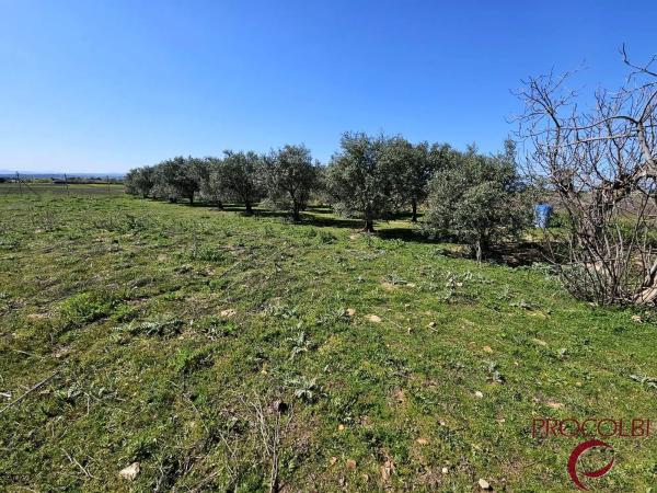 Terreno en camino de Carboneros