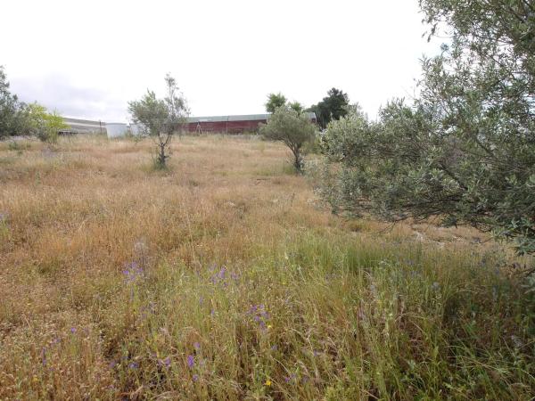 Terreno en El Olivar - La Magdalena