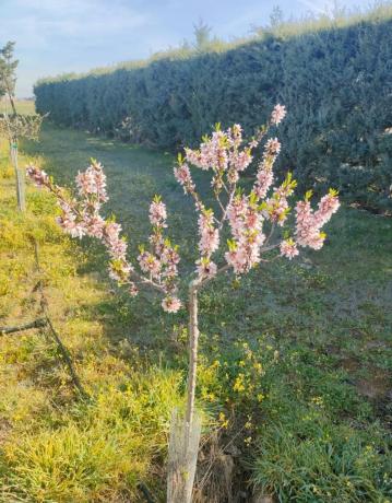 Terreno en calle de santa catalina, 21