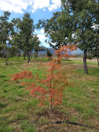 Terreno en calle el Tercio de la laguna, 22