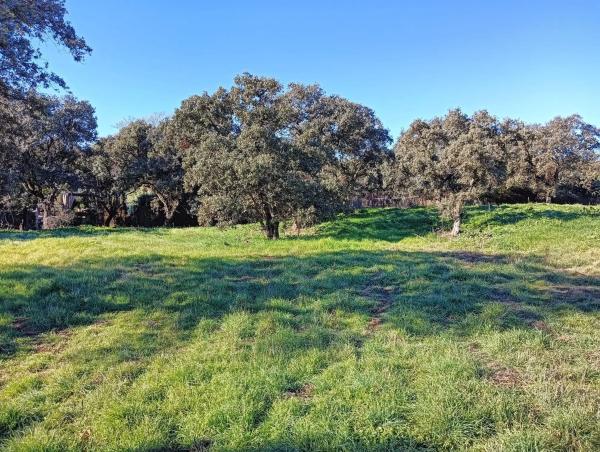 Terreno en La Moraleja urbanización