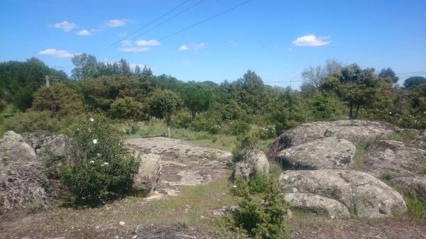 Terreno en carretera Berrueco-la Cabrera, 14 n