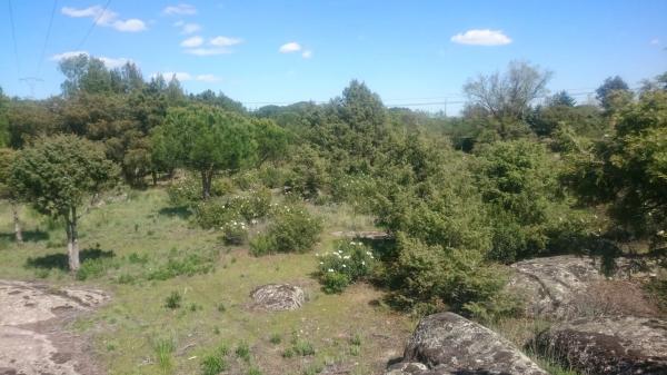 Terreno en carretera Berrueco-la Cabrera, 14 n
