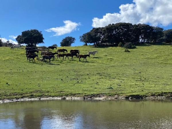 Terreno en Las Vegas - El Pozanco - Adelfillas